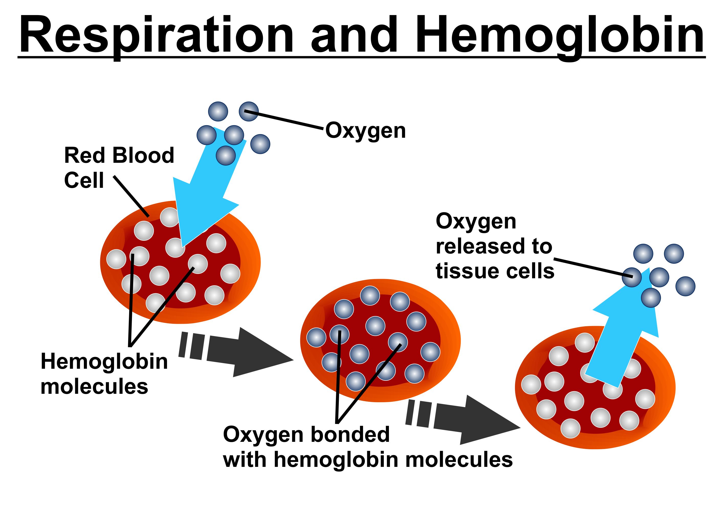 Respiration and Hemoglobin